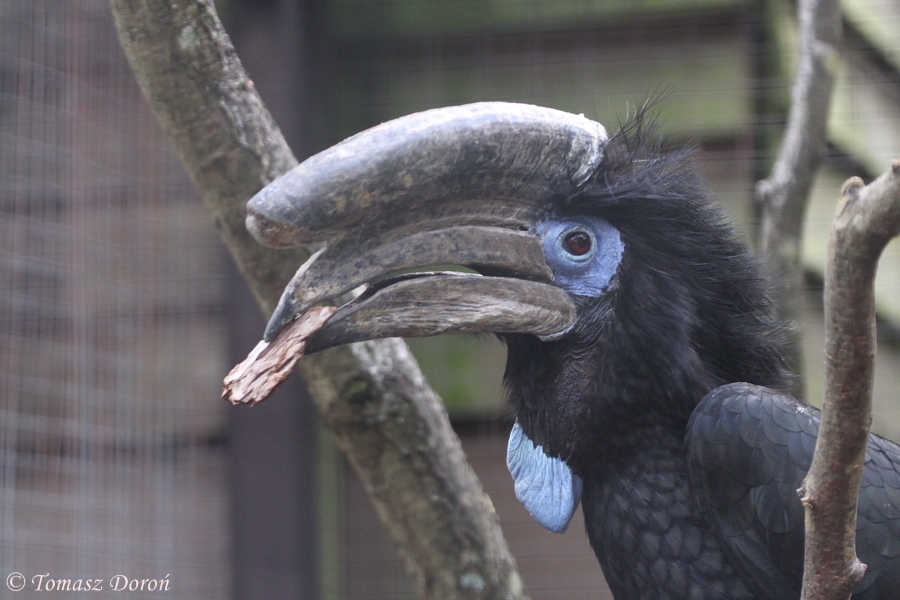 Black-casqued Wattled Hornbill or Black-casqued Hornbill (Ceratogymna atrat