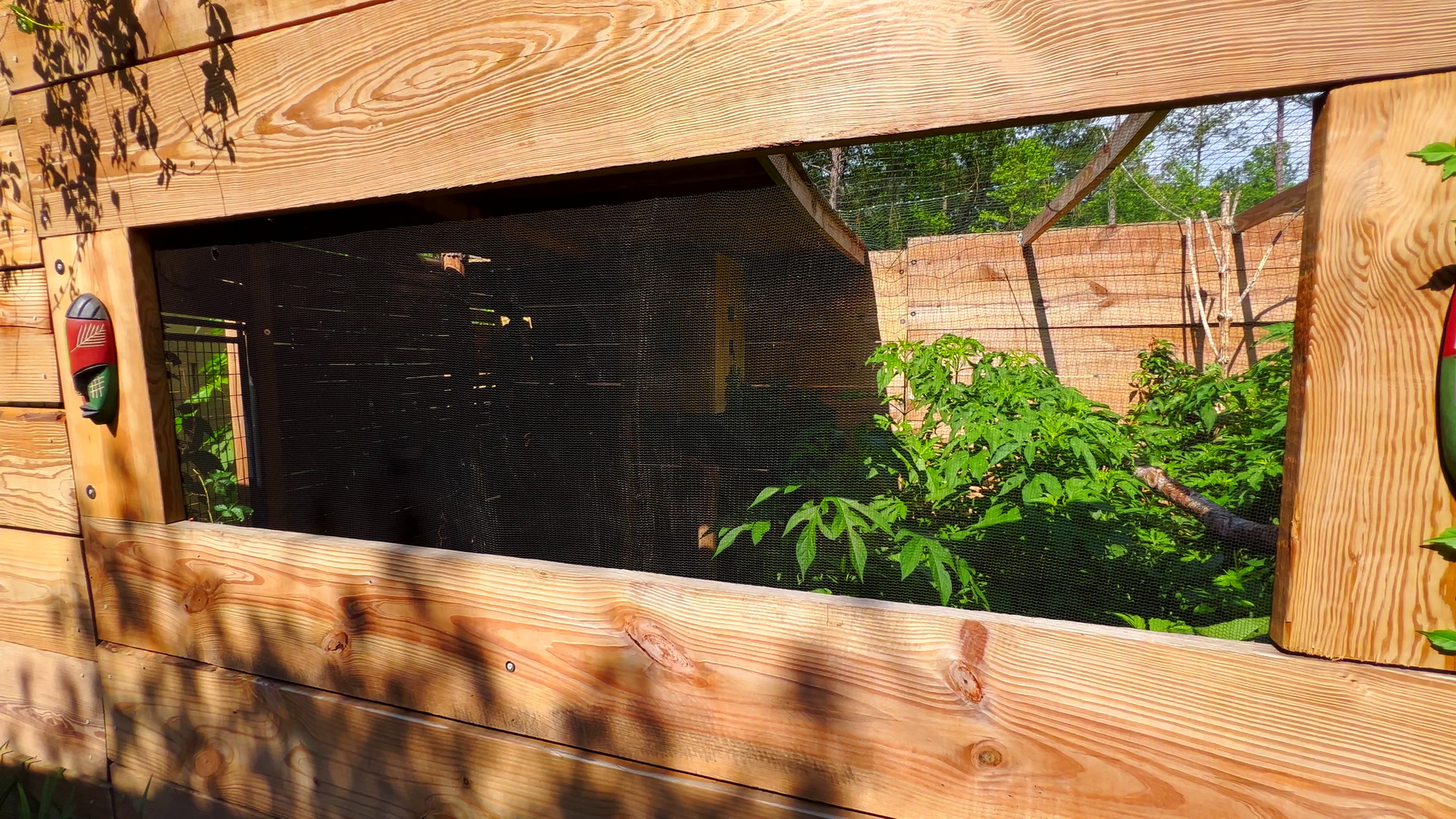 Black Casqued Wattled Hornbills