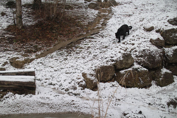 black cat, white background