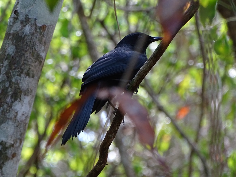 Black catbird (Melanoptila glabrirostris)