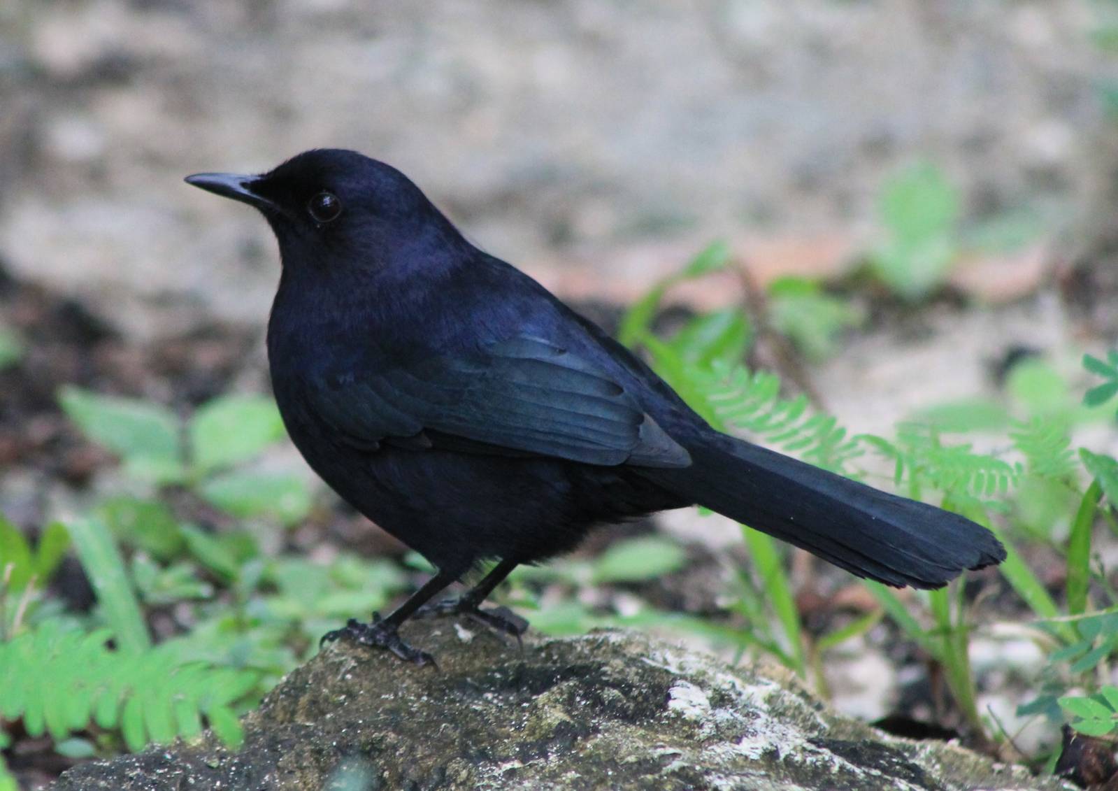 Black catbird