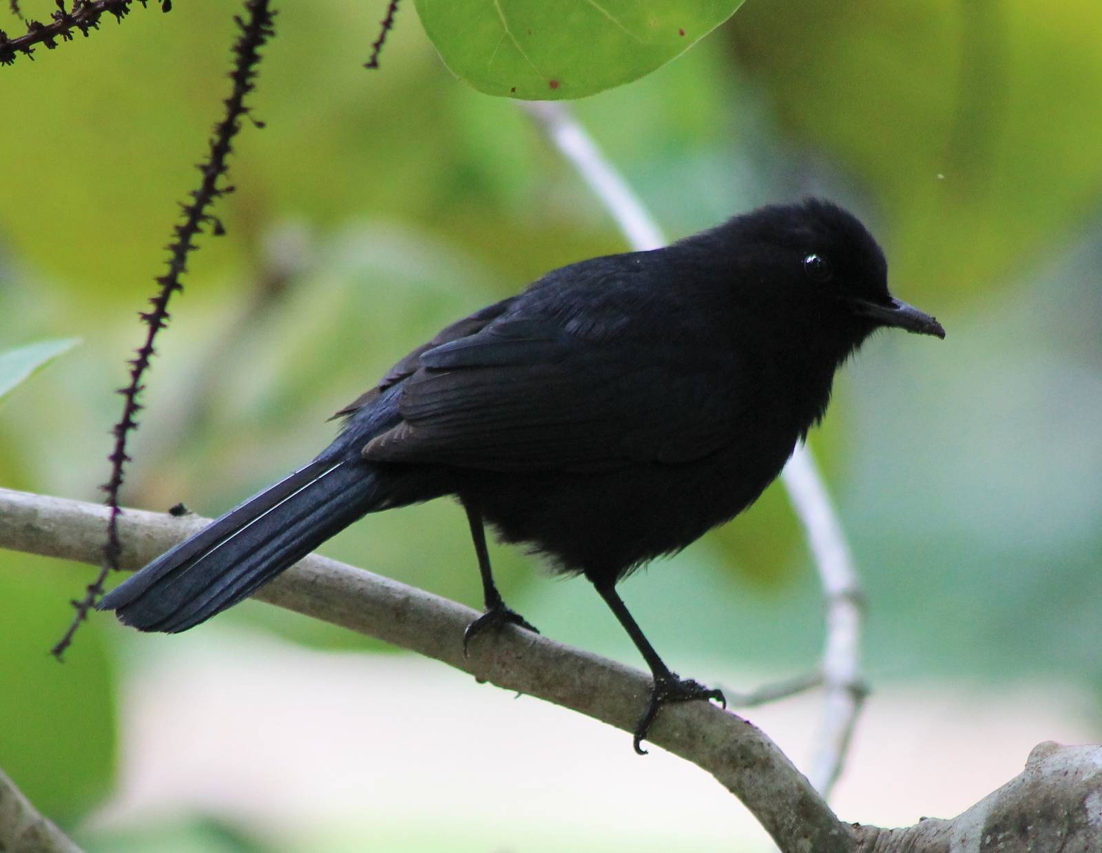Black catbird