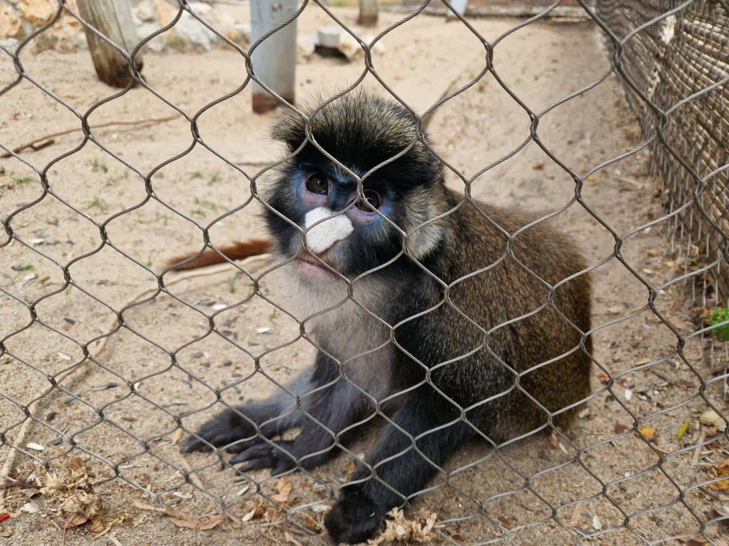 Black-checked red-tail monkey