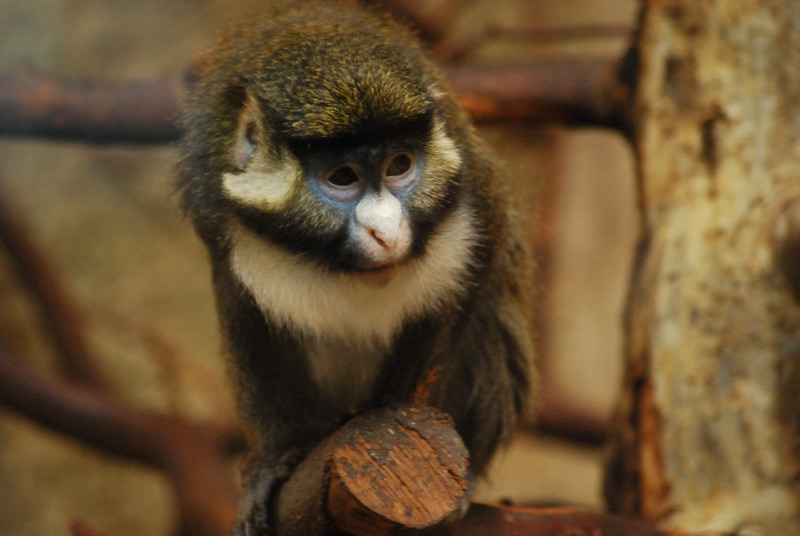 Black-checked red-tail monkey