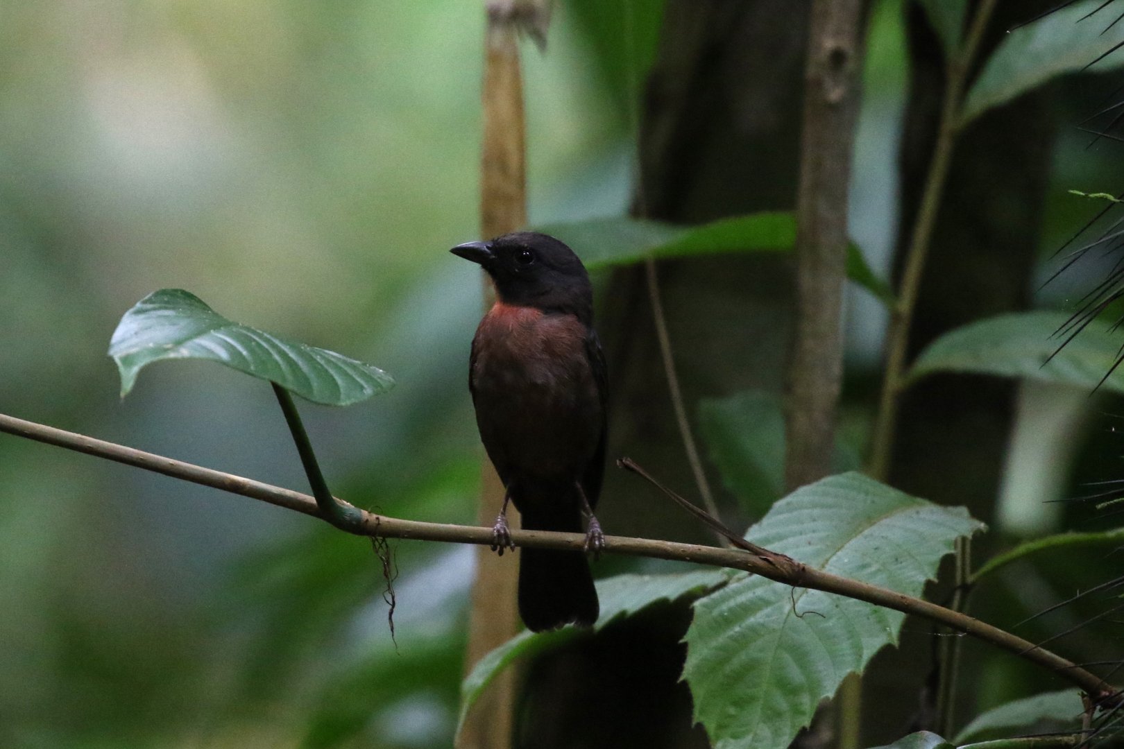 Black-cheeked Ant-Tanager