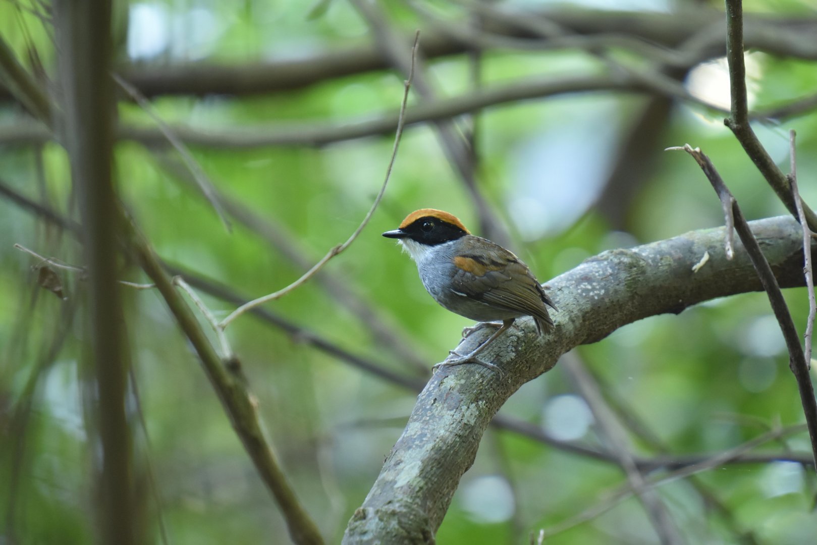 Black-cheeked Gnateater (Conopophaga melanops)