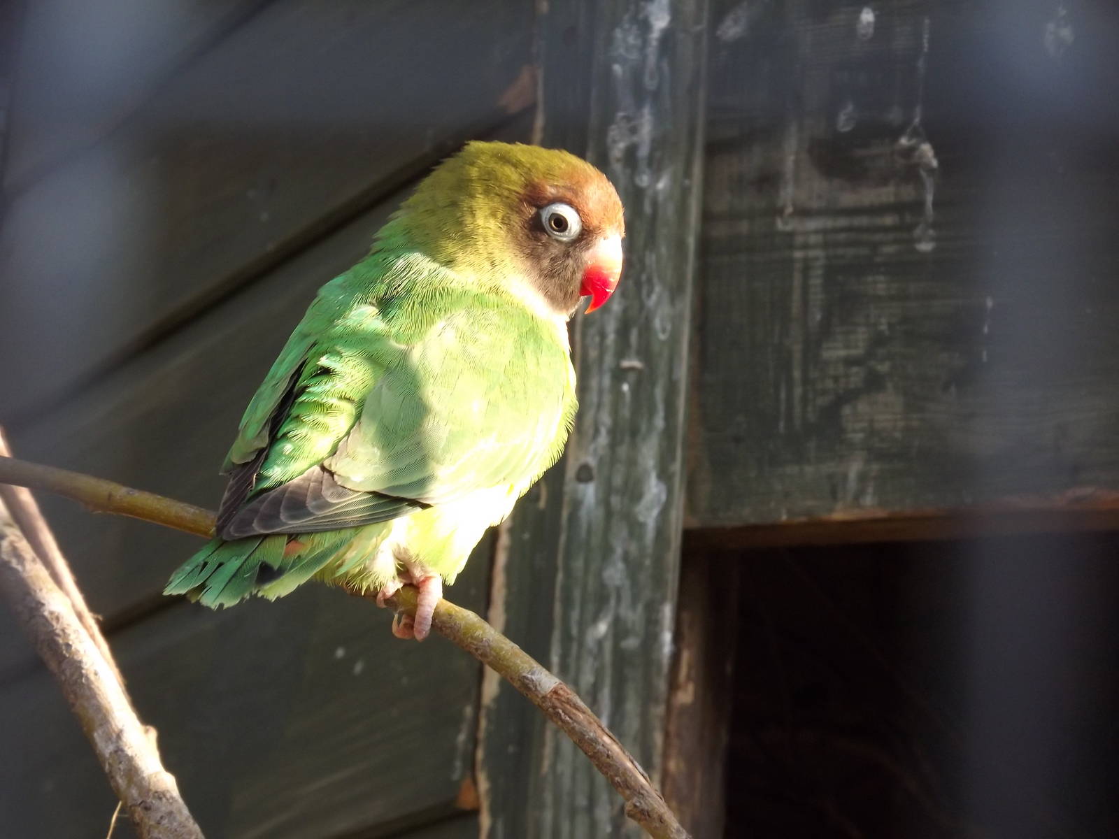 Black cheeked love bird at Blackpool Zoo 15/01/12