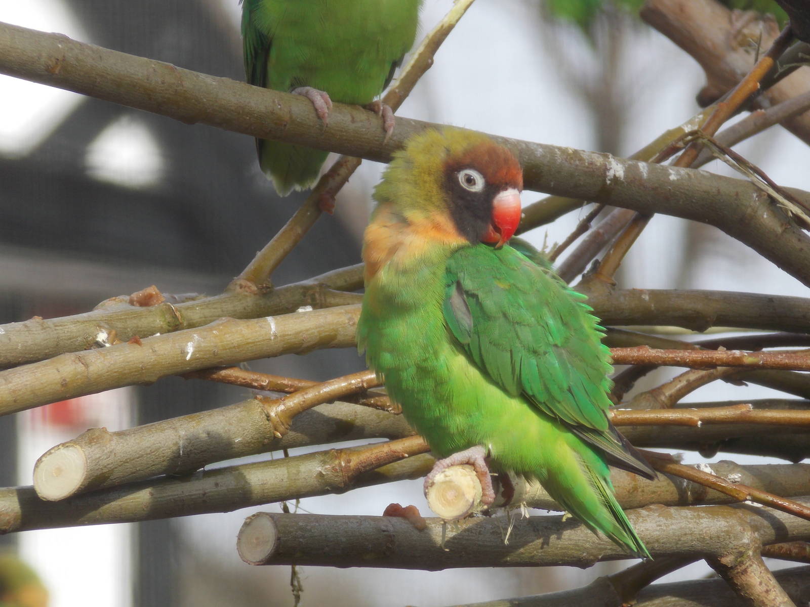 Black-cheeked lovebird 15/3/13