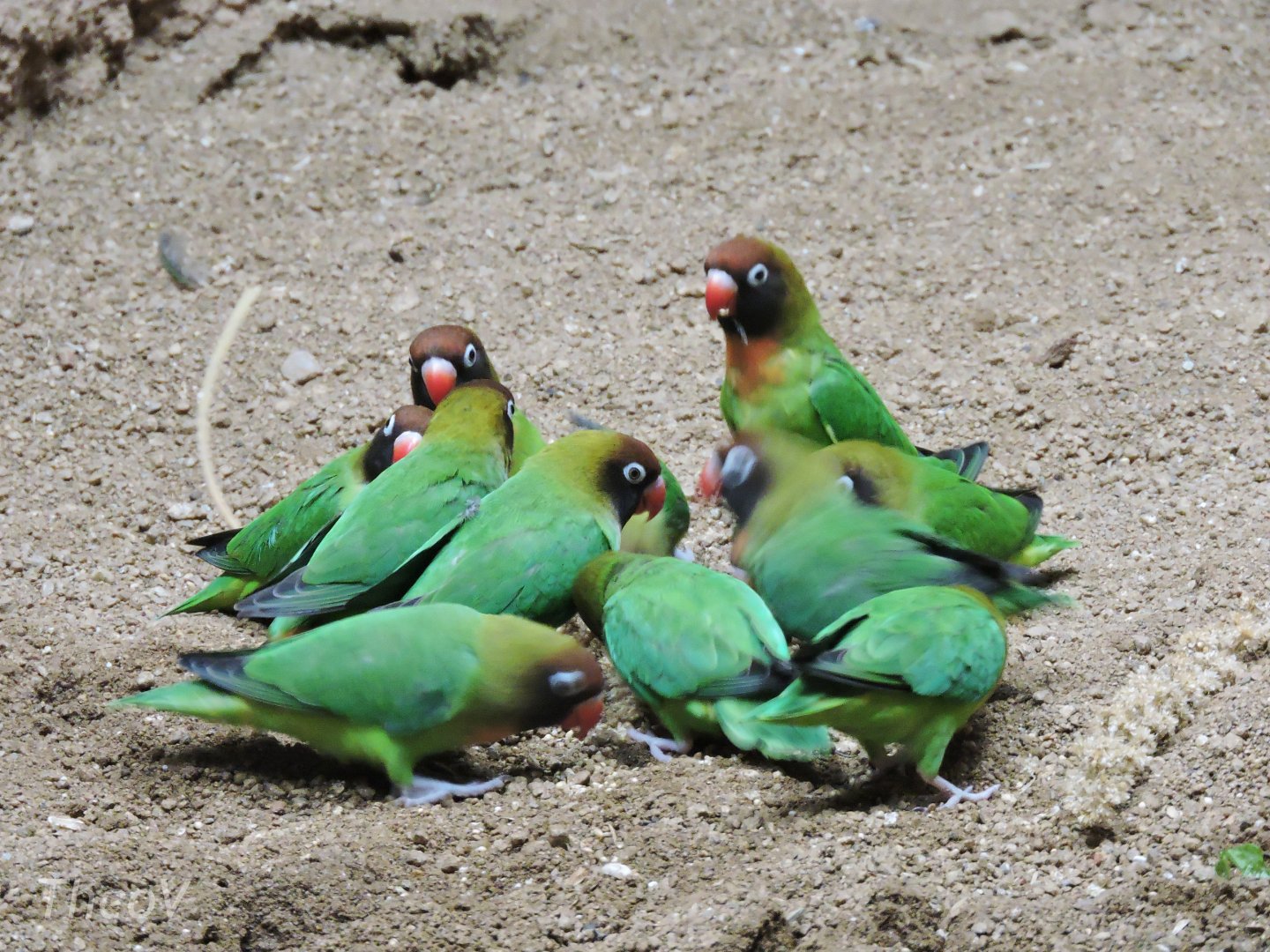 Black-cheeked lovebird [2015]