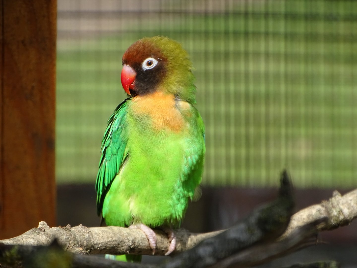 Black-cheeked Lovebird, 26th July 2025