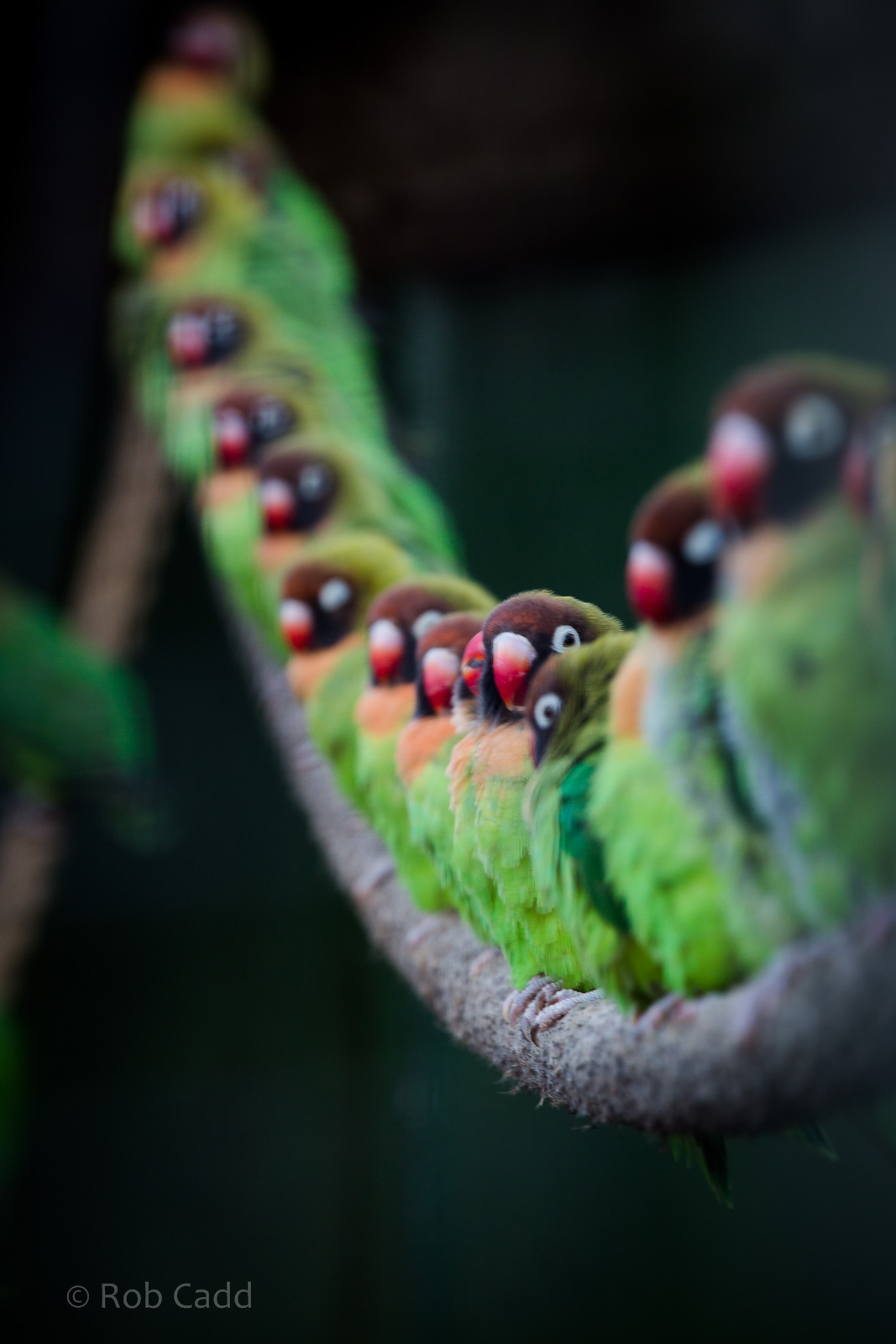 Black-cheeked lovebird : Africa Alive! : 02 Jan 2015
