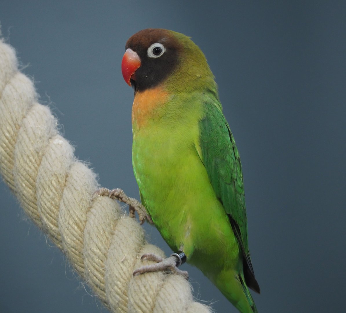 Black-cheeked lovebird (Agapornis nigrigenis), 2020-05-24