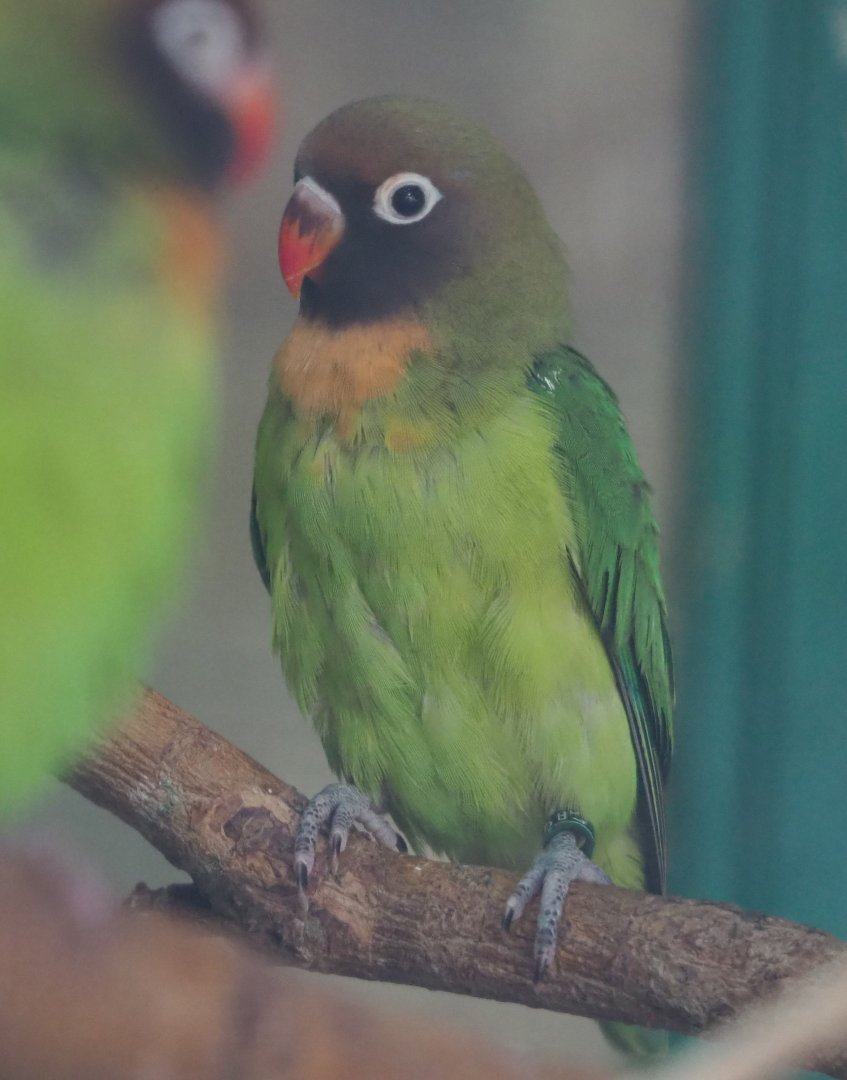 Black-cheeked lovebird (Agapornis nigrigenis), 2020-06-20