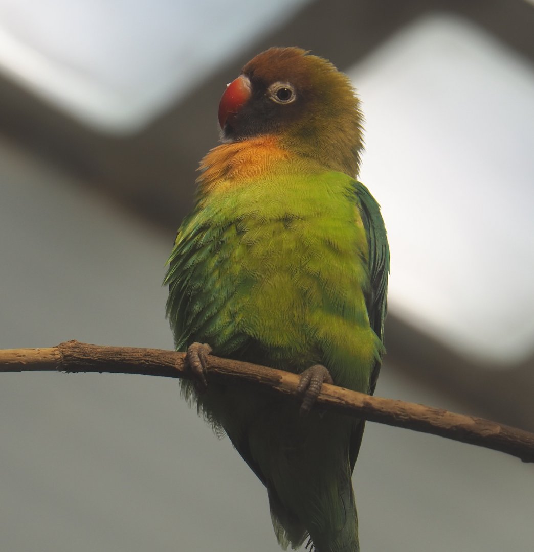 Black-cheeked lovebird (Agapornis nigrigenis), 2020-09-20