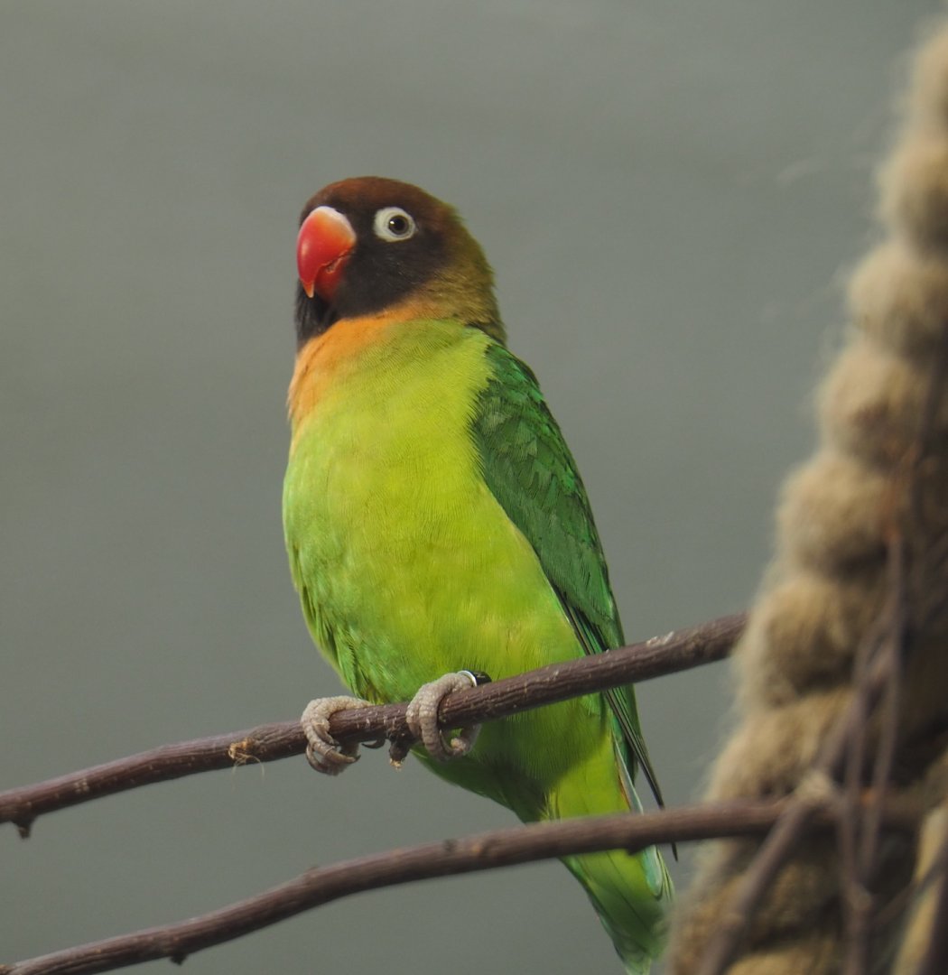 Black-cheeked lovebird (Agapornis nigrigenis), 2021-06-12