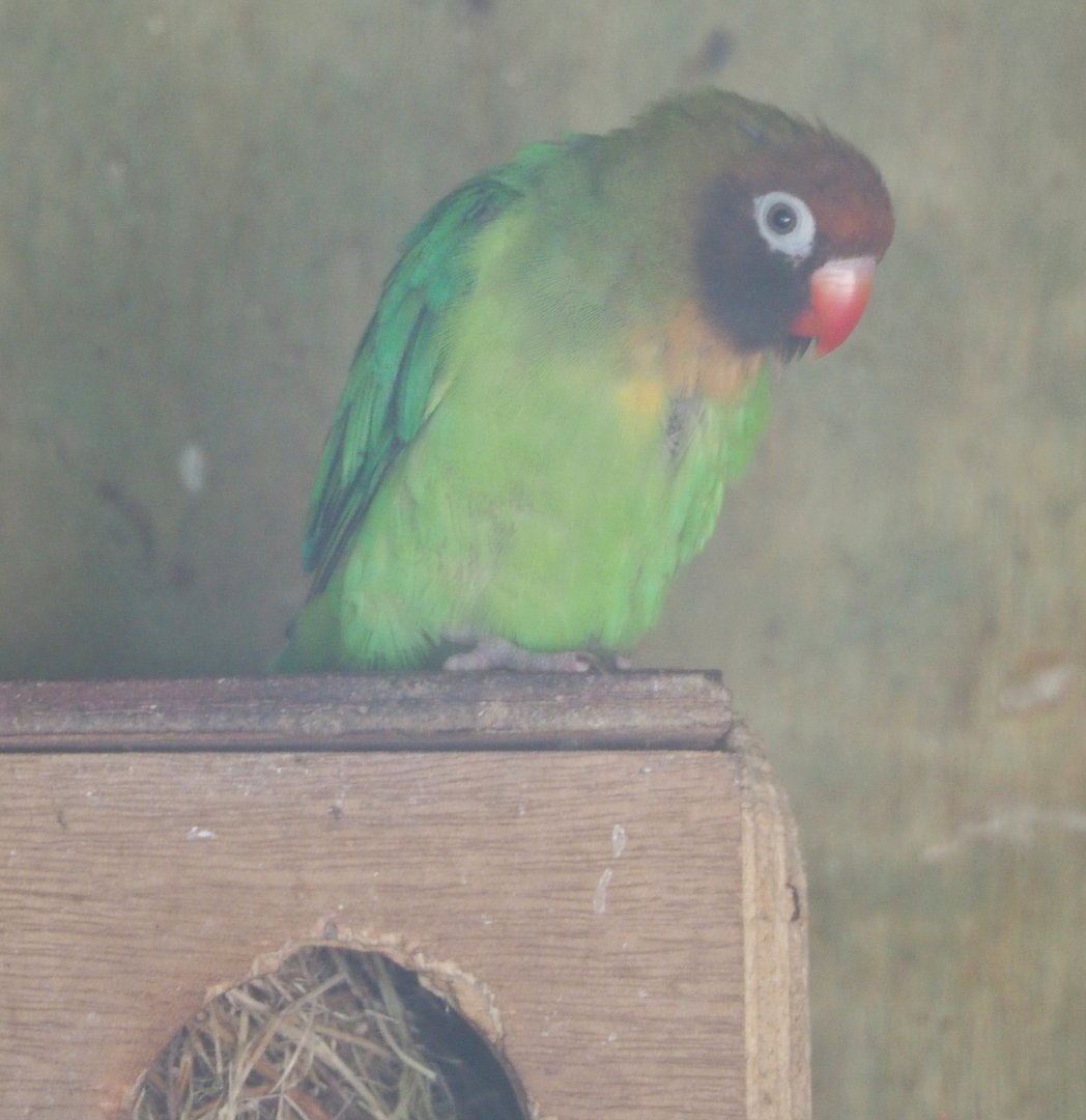 Black-cheeked lovebird (Agapornis nigrigenis), 2021-06-15