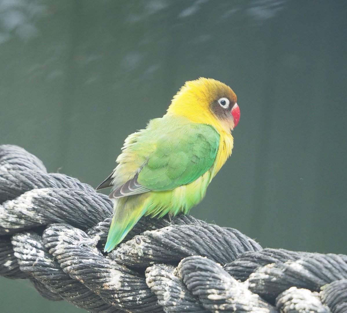 Black-cheeked lovebird (Agapornis nigrigenis), 2022-05-17