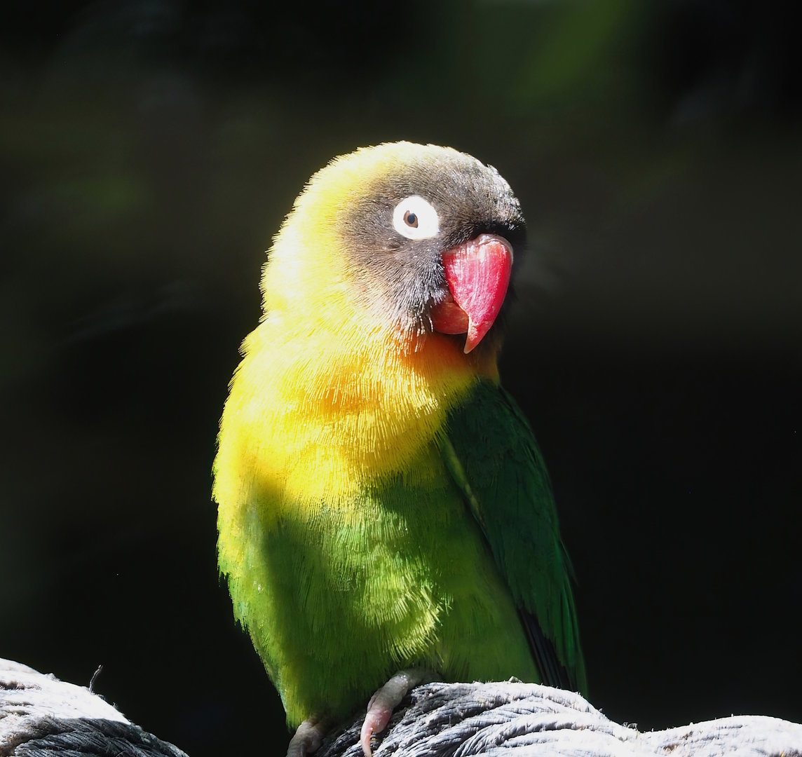 Black-cheeked lovebird (Agapornis nigrigenis), 2023-05-31