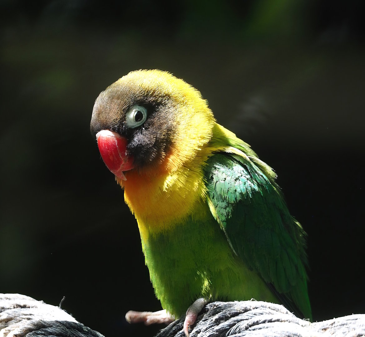 Black-cheeked lovebird (Agapornis nigrigenis), 2023-05-31