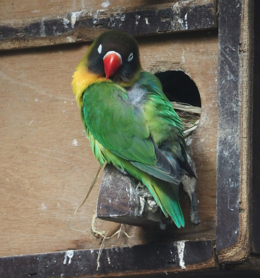 Black-cheeked lovebird (Agapornis nigrigenis), 2024-04-14
