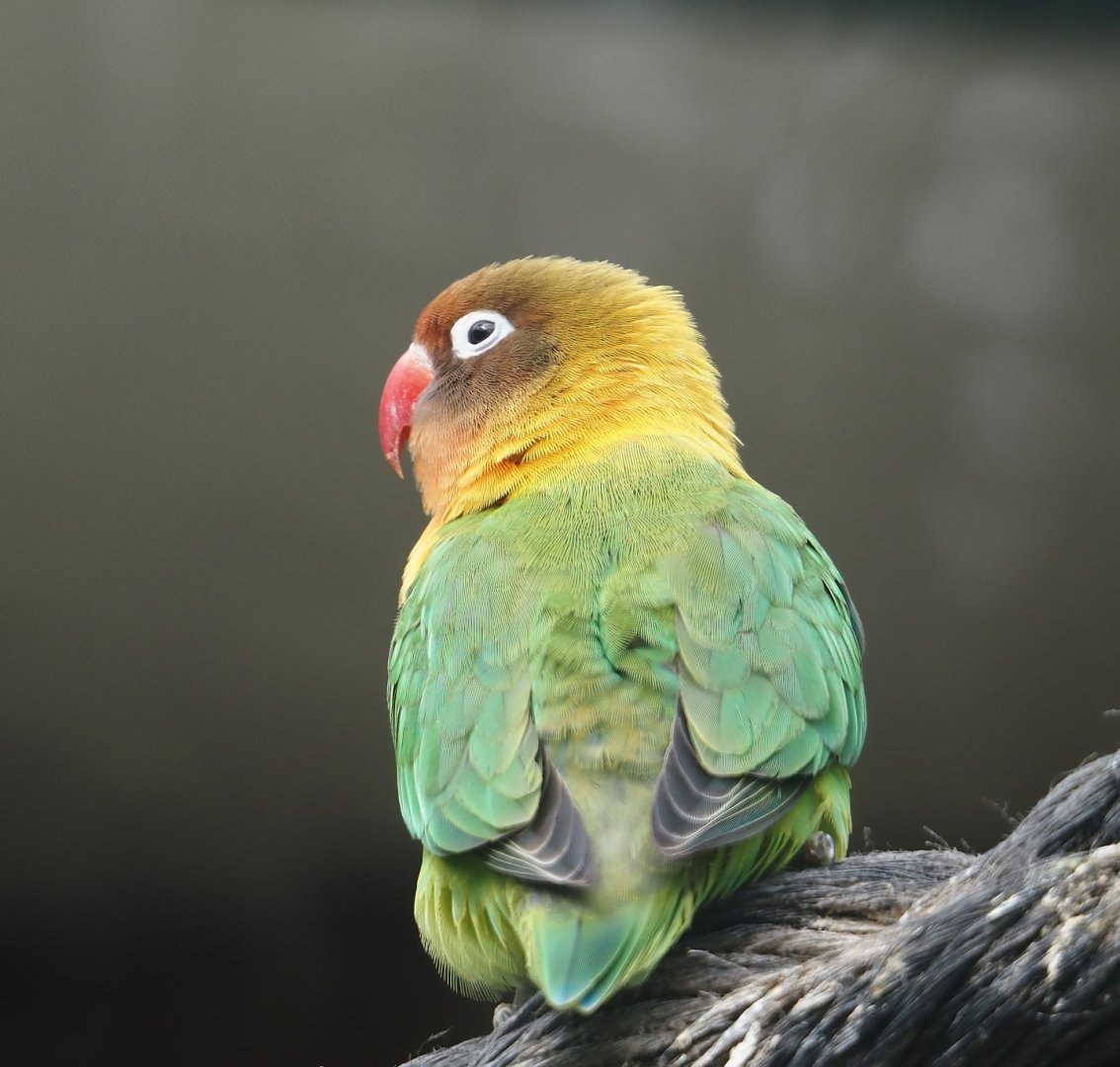Black-cheeked lovebird (Agapornis nigrigenis), 2024-04-14