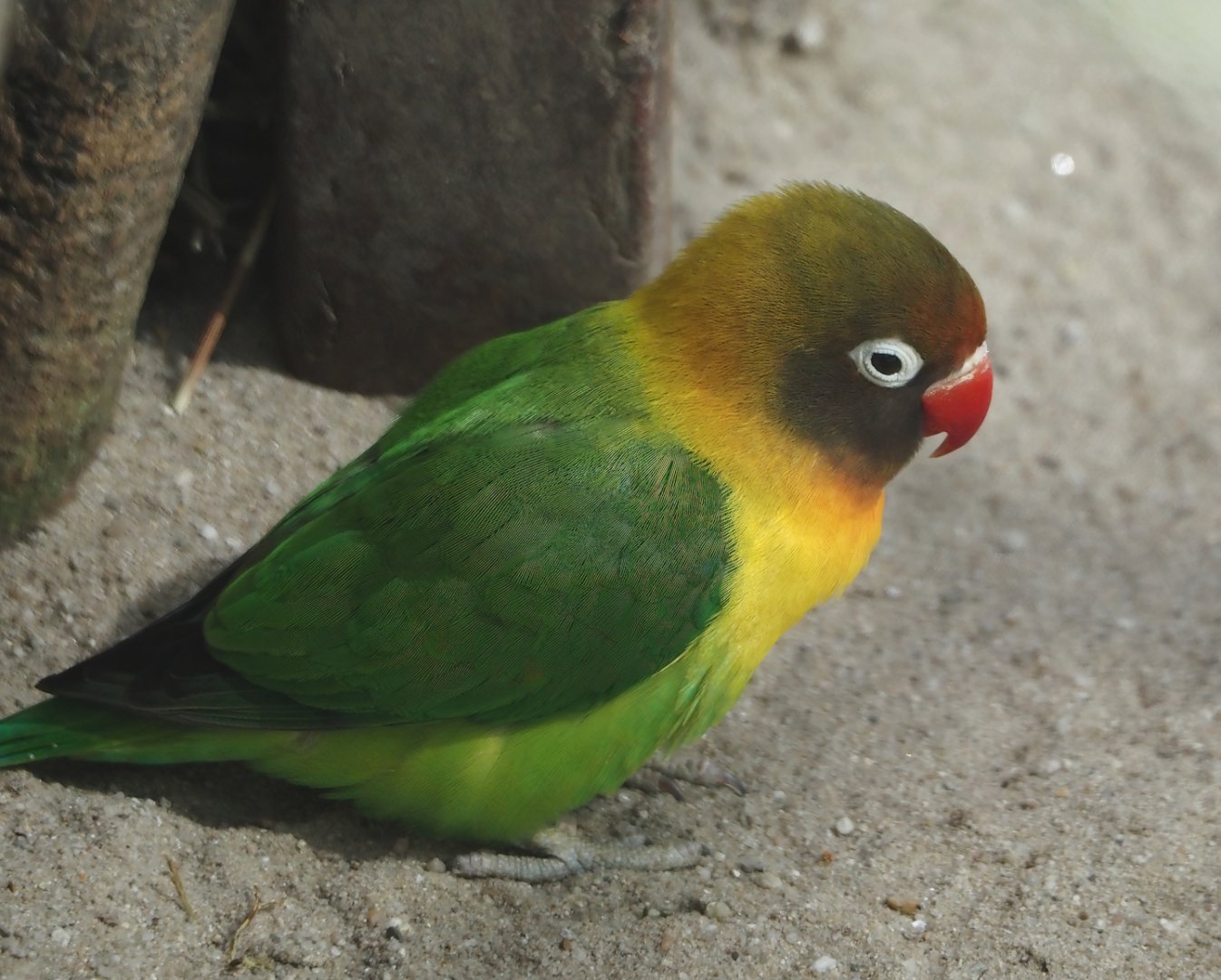 Black-cheeked lovebird (Agapornis nigrigenis), 2024-04-14