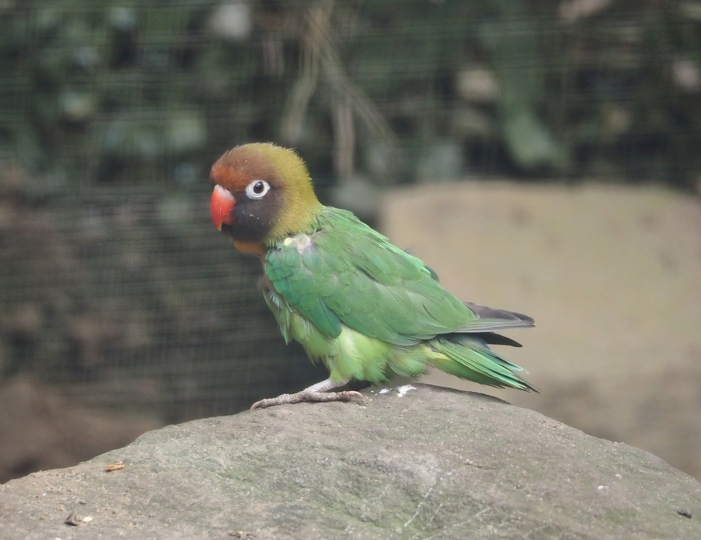 Black-cheeked lovebird (Agapornis nigrigenis), 2024-08-05