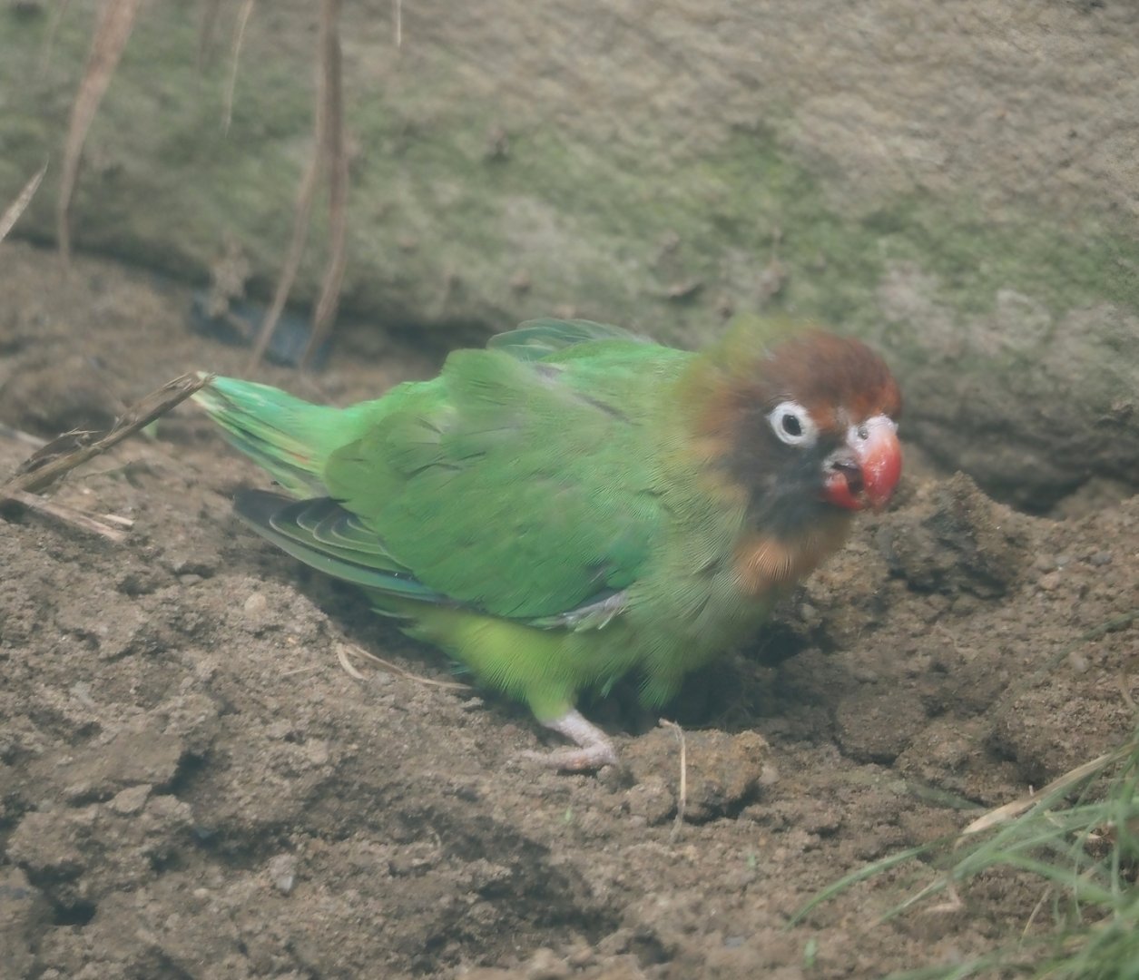 Black-cheeked lovebird (Agapornis nigrigenis), 2024-08-05