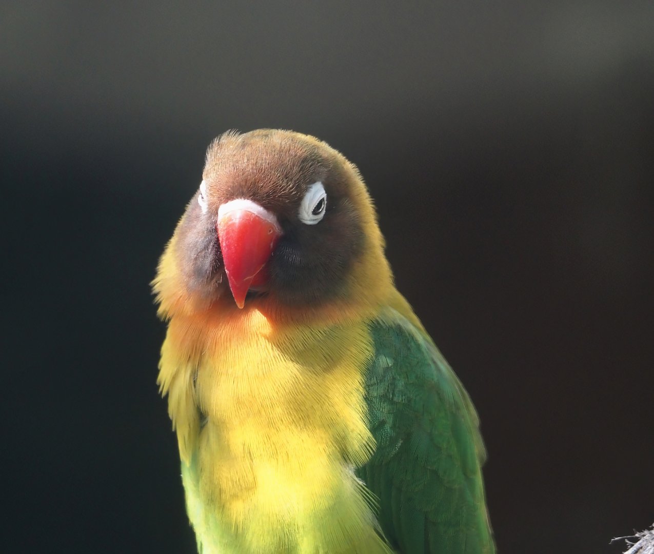Black-cheeked lovebird (Agapornis nigrigenis), 2025-04-12