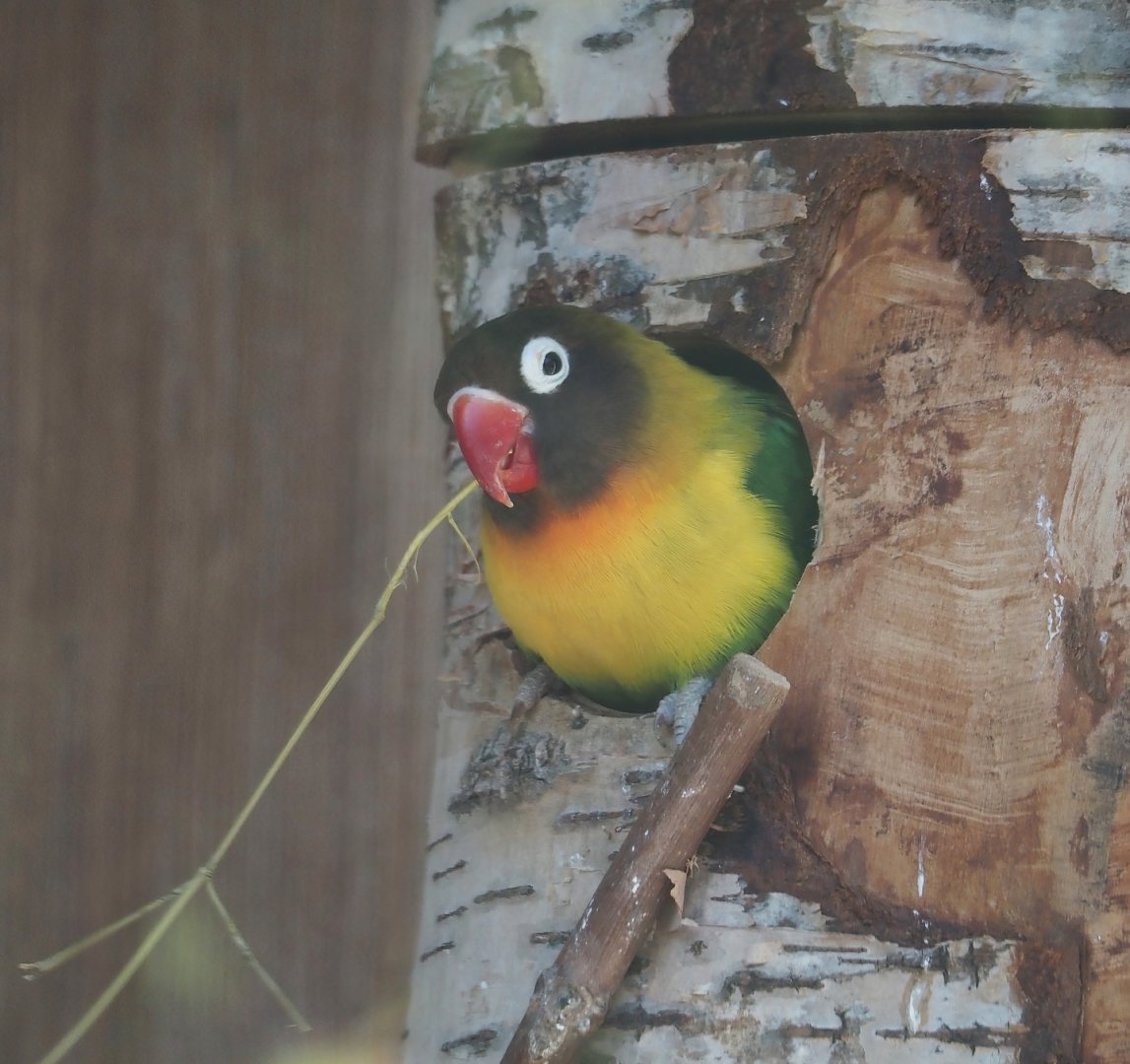 Black-cheeked lovebird (Agapornis nigrigenis), 2025-04-12