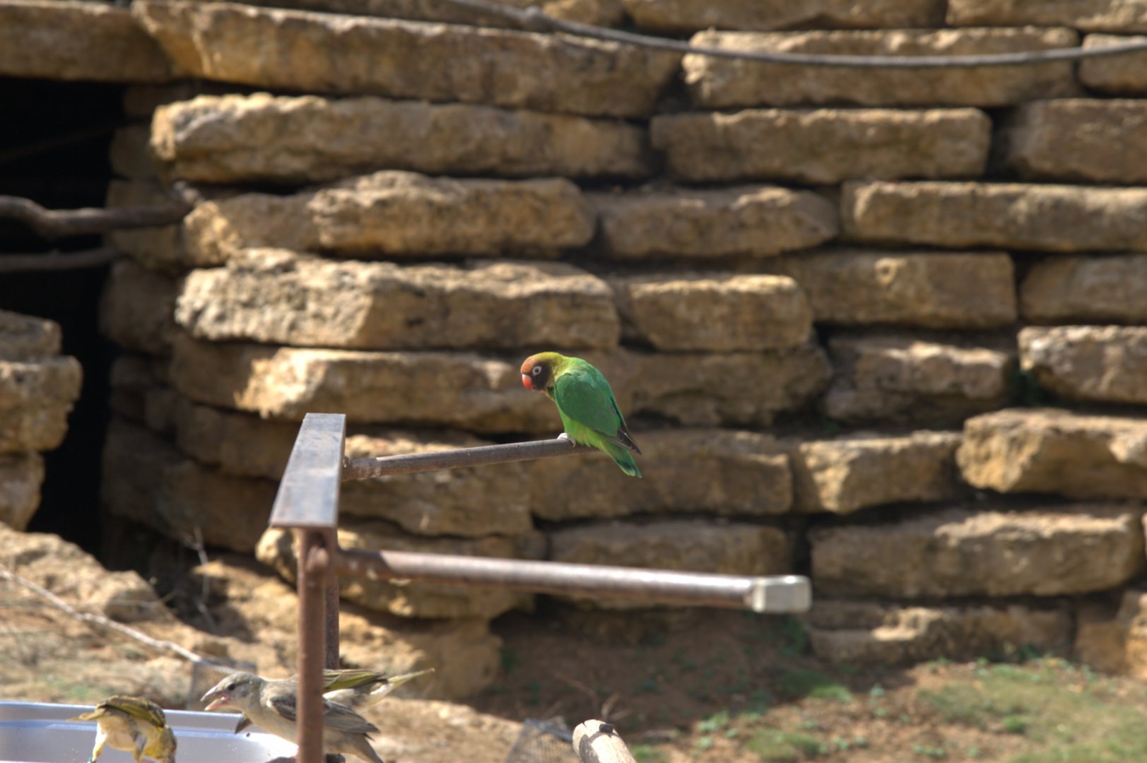 Black-cheeked Lovebird (Agapornis nigrigenis), 27-08-25