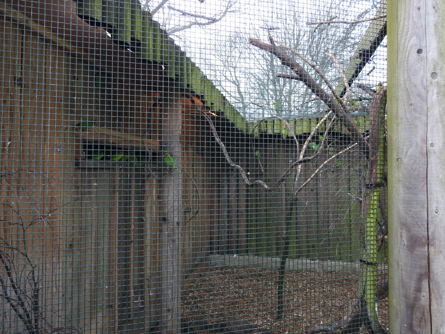 Black-Cheeked Lovebird (Agapornis nigrigenis) Outdoor Aviary