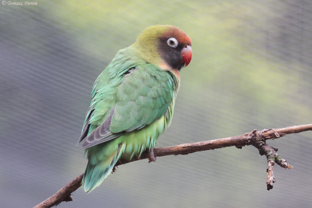 Black cheeked Lovebird (Agapornis nigrigenis)