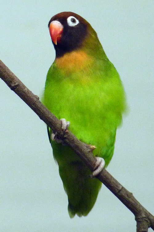 Black-cheeked lovebird (Agapornis nigrigenis)