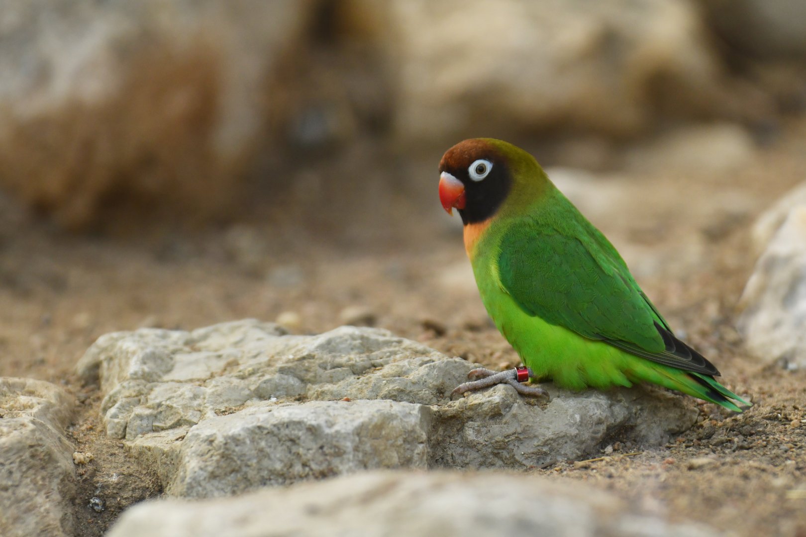 Black-cheeked lovebird (Agapornis nigrigenis)