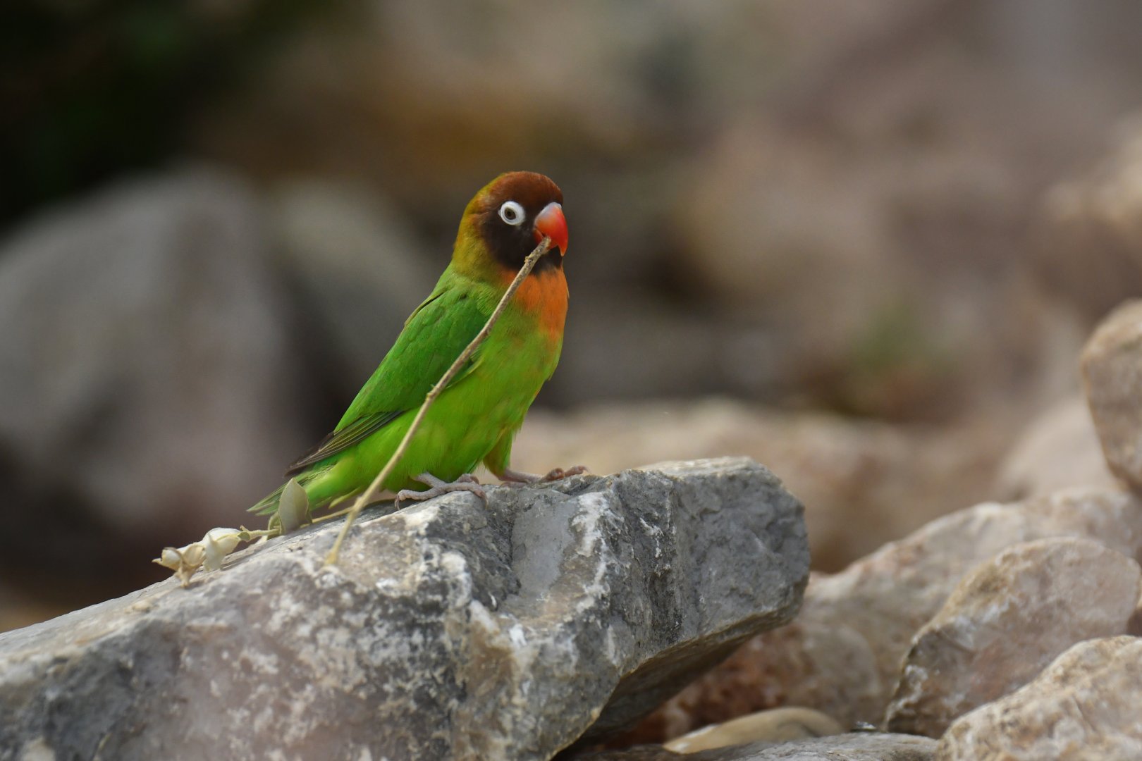 Black-cheeked lovebird (Agapornis nigrigenis)