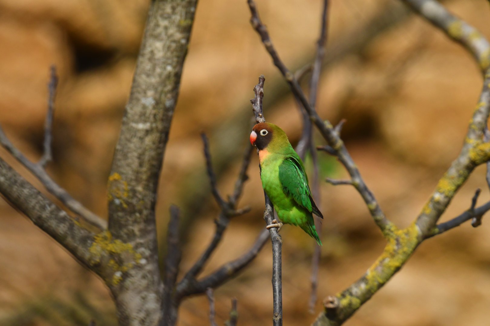 Black-cheeked Lovebird (Agapornis nigrigenis)