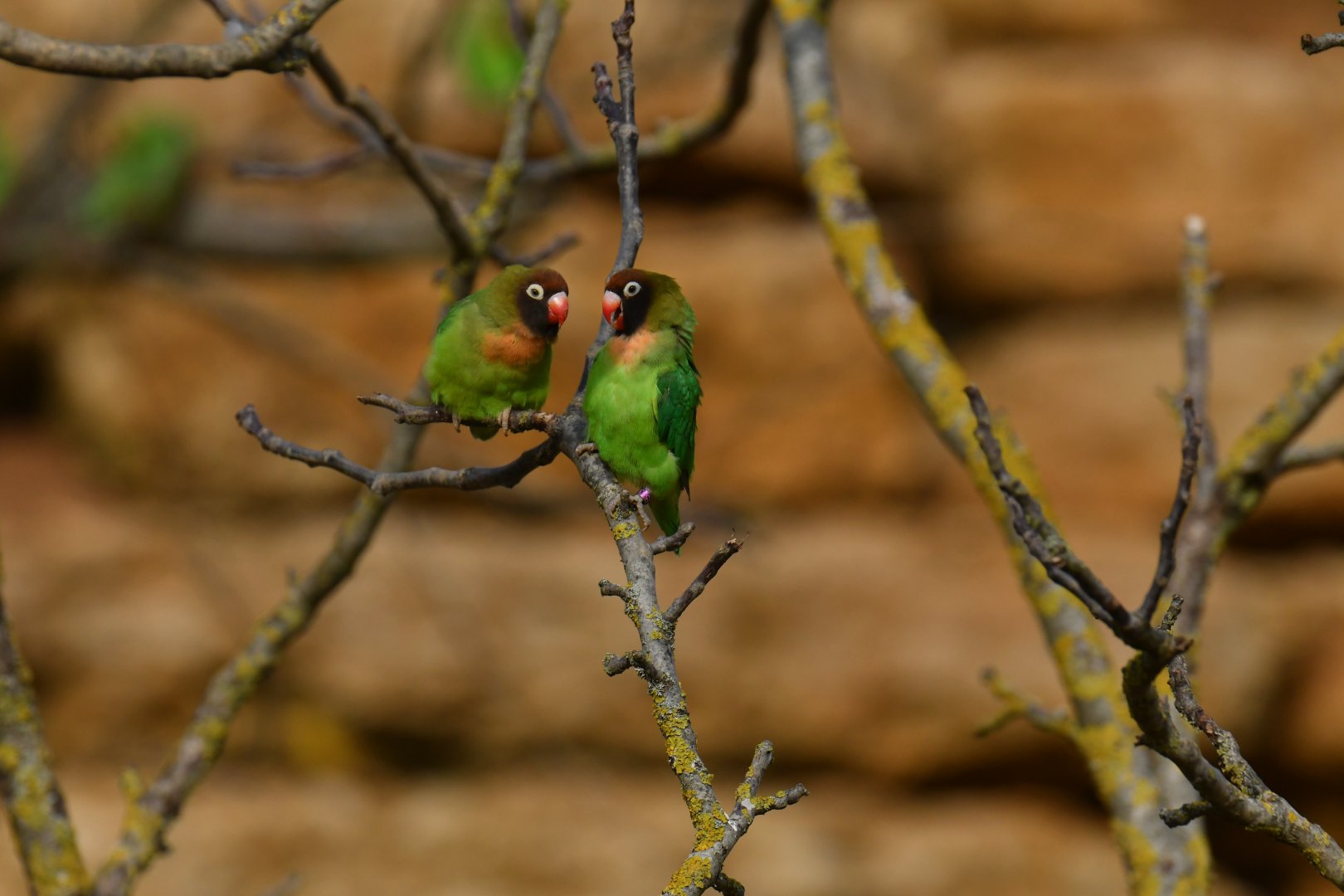 Black-cheeked Lovebird (Agapornis nigrigenis)