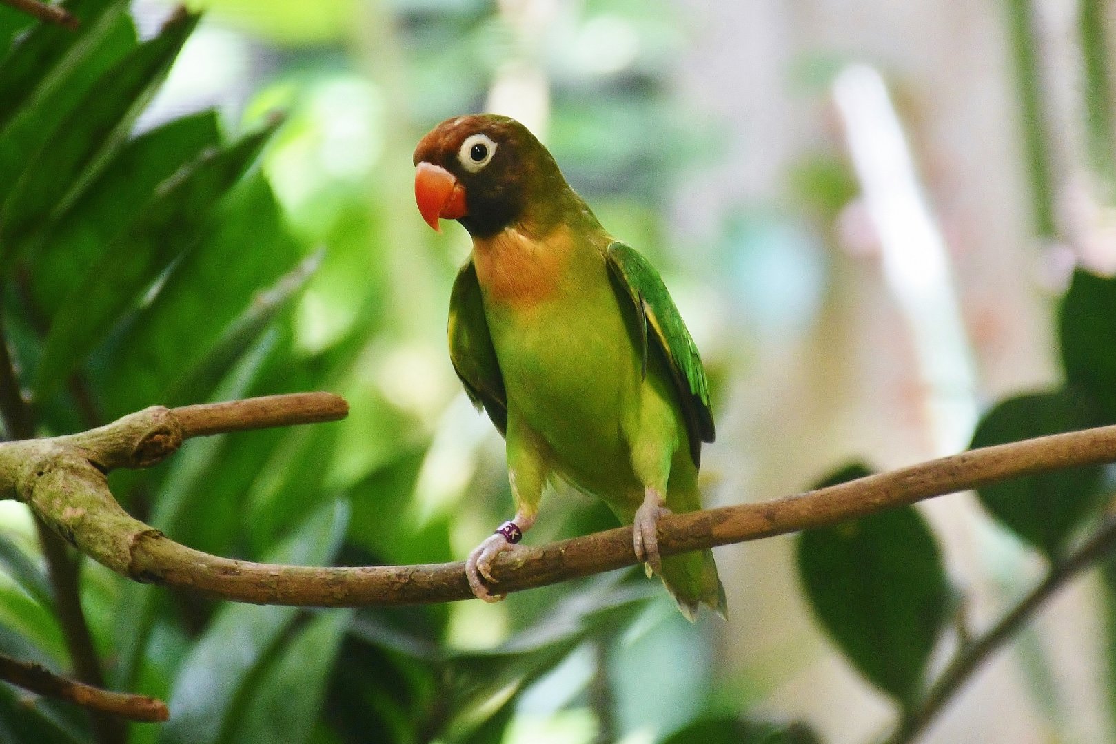 Black-cheeked Lovebird (Agapornis nigrigenis)