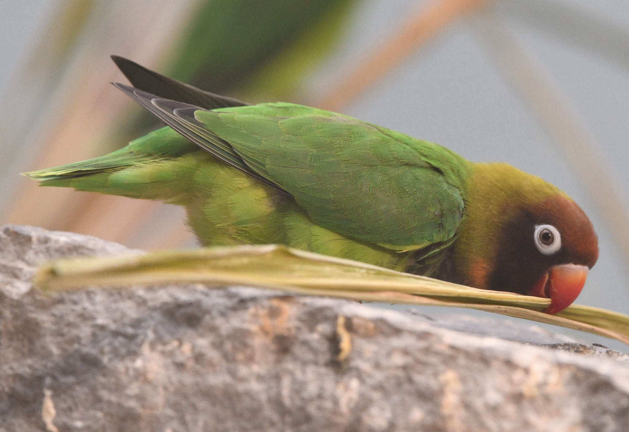 Black-cheeked Lovebird - Agapornis nigrigenis
