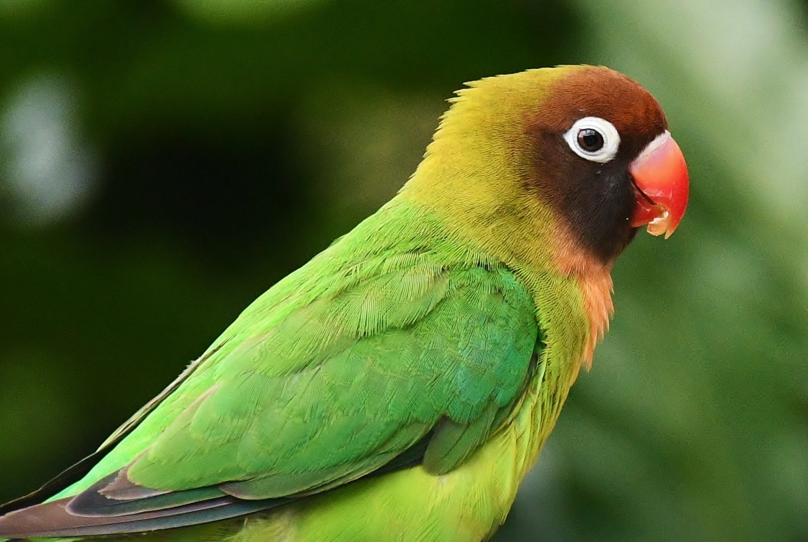 Black-cheeked Lovebird (Agapornis nigrigenis)