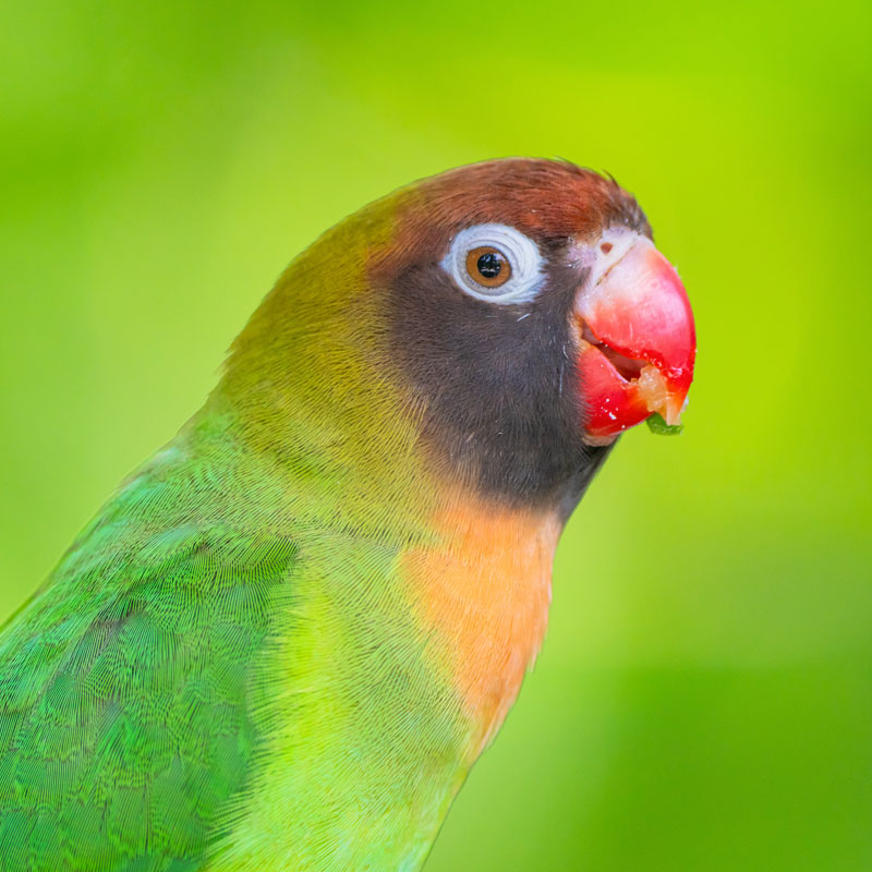 Black-cheeked Lovebird (Agapornis Nigrigenis)