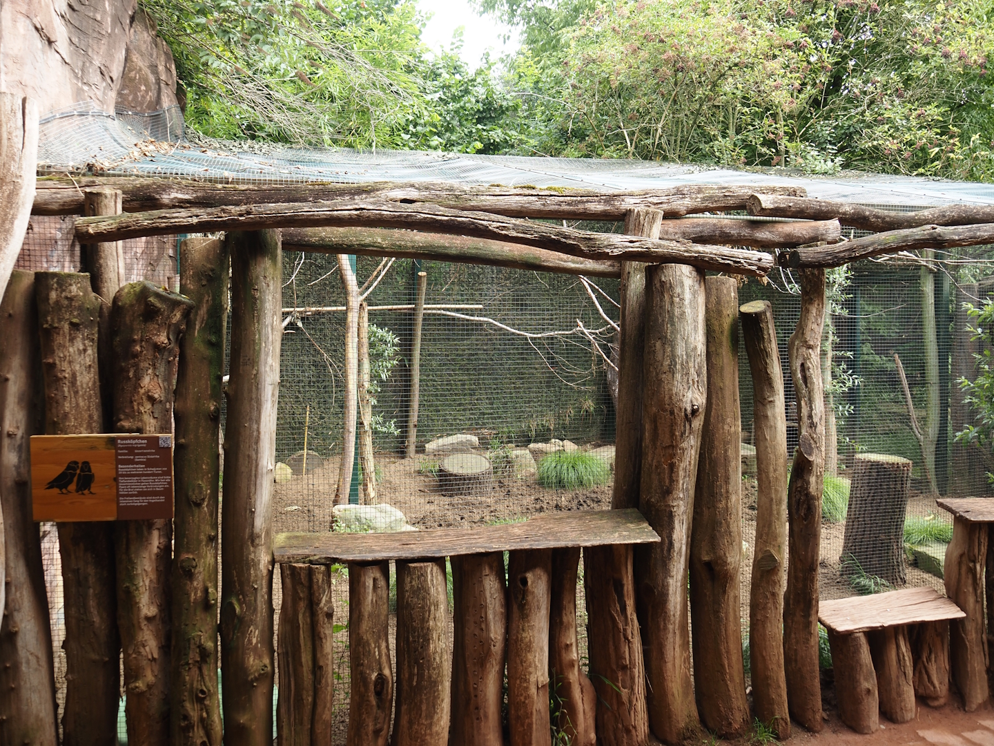 Black-cheeked lovebird and Yellow-necked francolin aviary, 2024-08-05