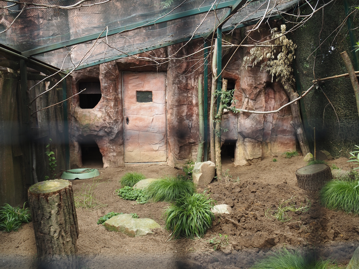 Black-cheeked lovebird and Yellow-necked francolin aviary, 2024-08-05