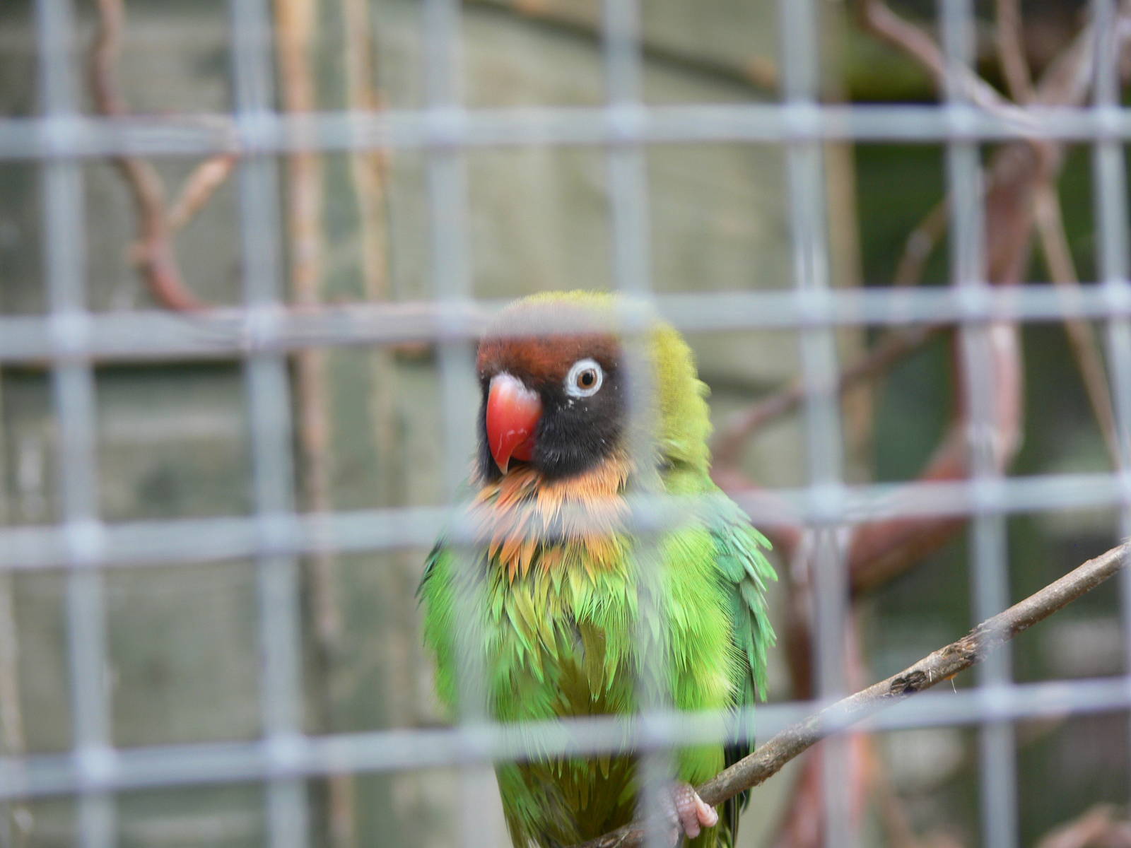 Black-cheeked Lovebird at Blackpool Zoo, 19/10/13