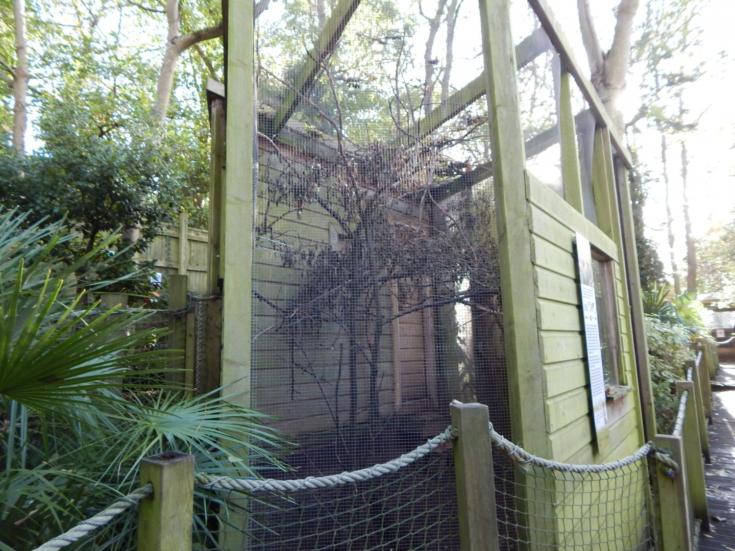 Black-cheeked lovebird aviary 021120