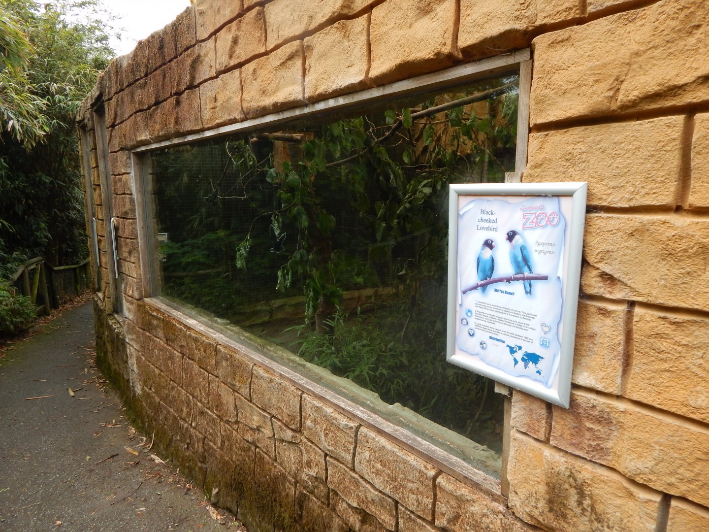 Black-cheeked lovebird aviary 050625