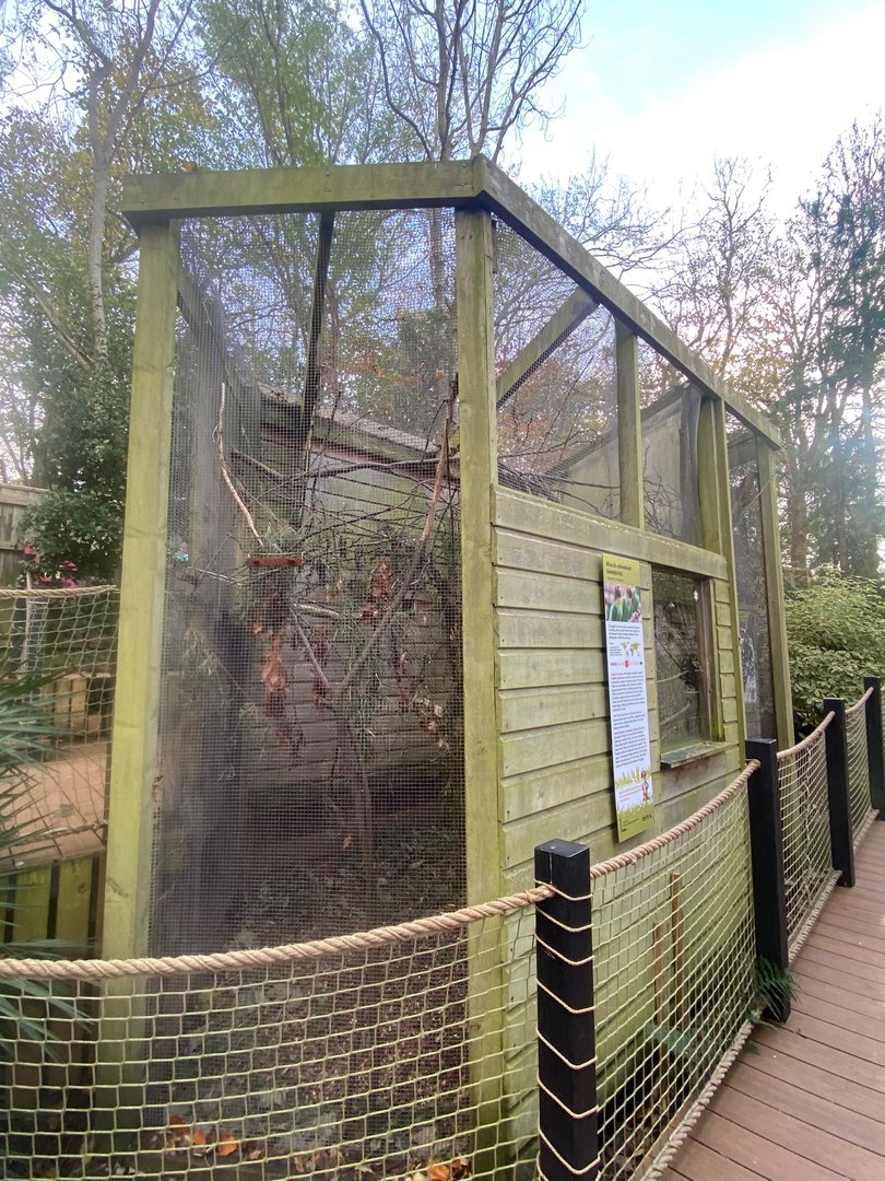 Black-cheeked lovebird aviary 111222