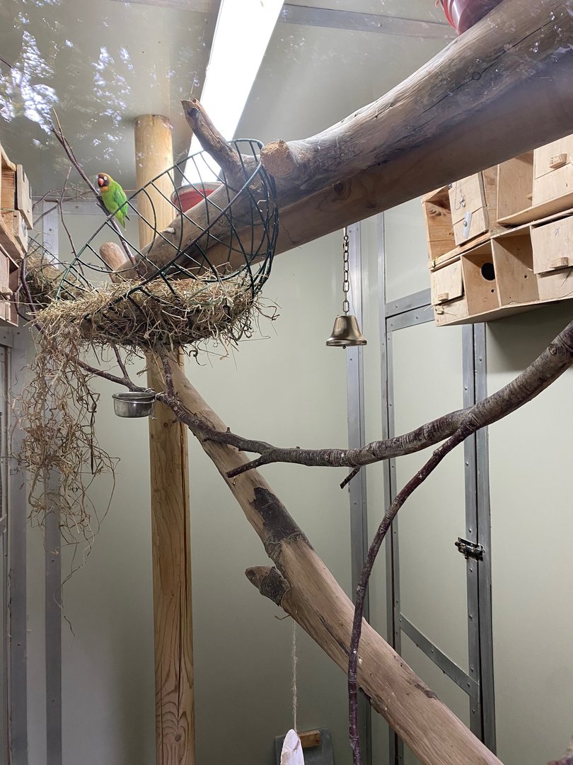 Black-cheeked lovebird aviary 111222