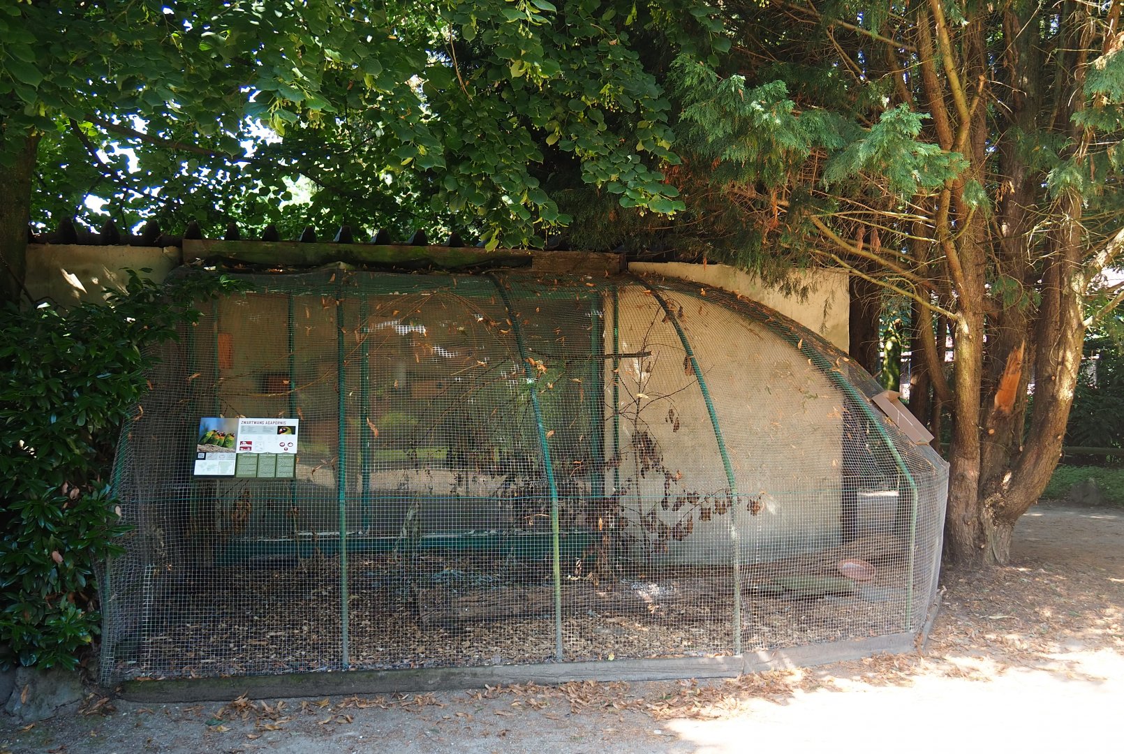 Black-cheeked lovebird aviary, 2019-08-04